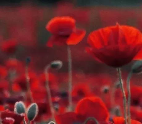 Recommended Books for Remembrance Day